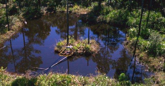 Cypress Canopy Cycle Resident - George the Gator