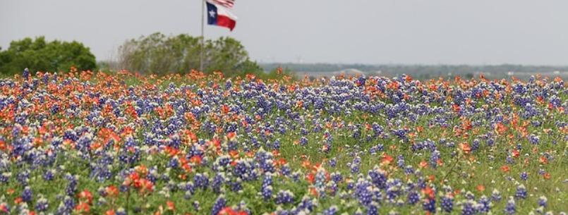 Austin Springtime: Bluebonnets, Birds and Fishing