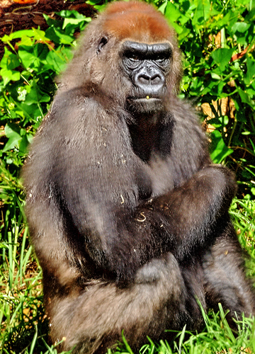 Australia Zoo