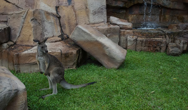 Australia Zoo