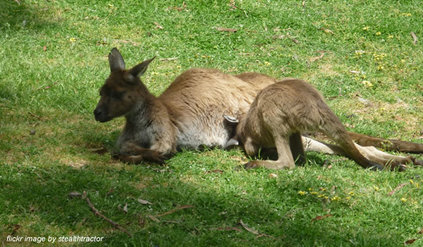 Cleland Wildlife Park