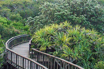 Mount Coolum Walk