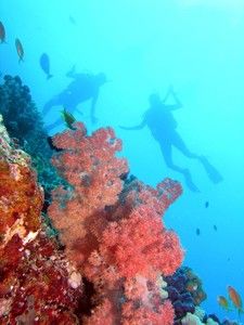 cozumel wall diving