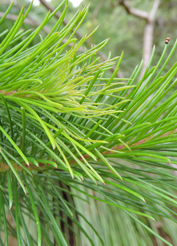 Fairhill Native Plants