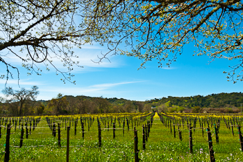 Johnson's Alexander Valley Wines