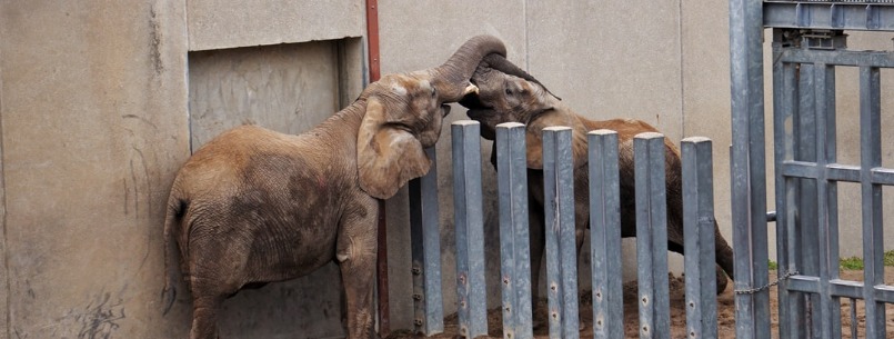 kansas city zoo