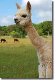 Alpaca farms