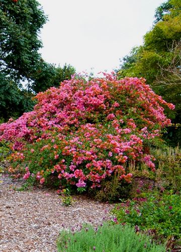 Botanical Gardens