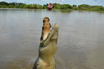 Visit Steve Irwin's Australia Zoo