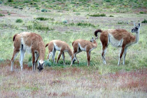 Torres del Paine Guanacos