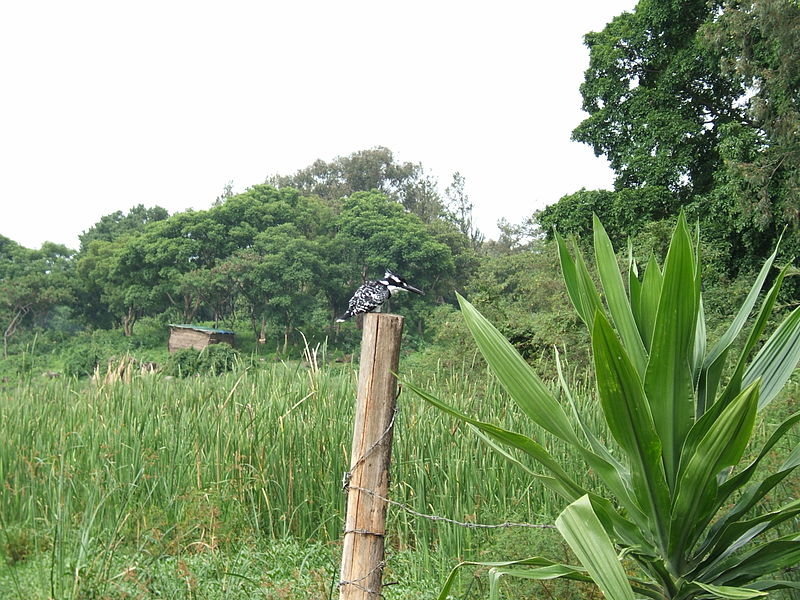 bird on the shore of the lake Tana, Ethiopia