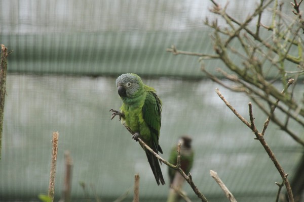 Beale Park Bird Collection