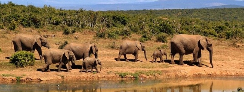 african safari