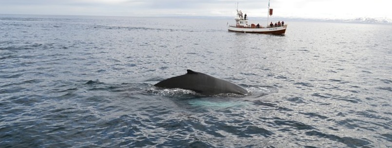 anaheim whale watching