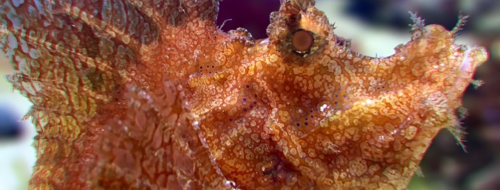 Monterey Bay Aquarium’s Seahorses for