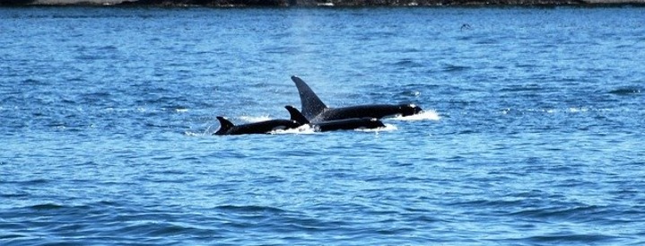 Puget Sound Washington