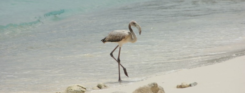 Sand Cranes Kearney, NE