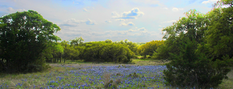 texas bluebonnets