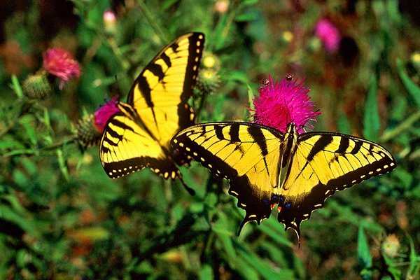 Mt. Magazine International Butterfly Festival