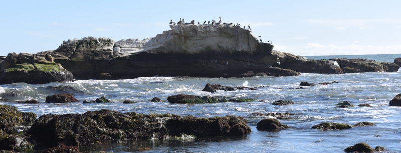 Asilomar Beach, Pacific Grove