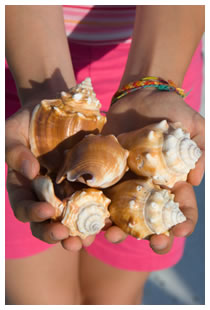 Sanibel Island Shells