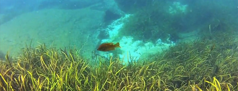 Rainbow River diving