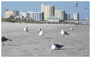 Jacksonville Beach