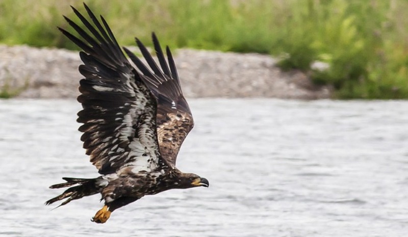 Golden Eagles - bird watching