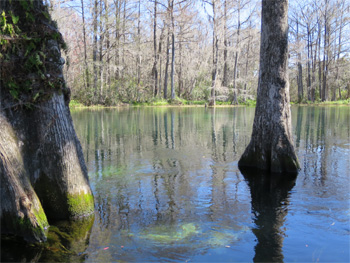 Bald Cypress Trees Rainbow River