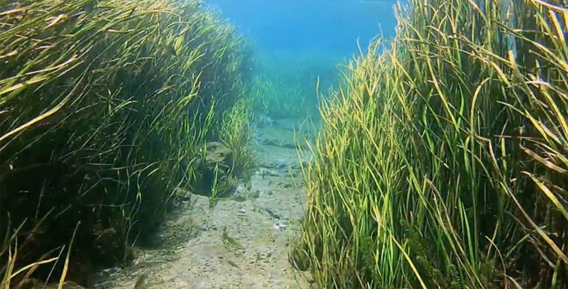 Scuba Diving the Rainbow River