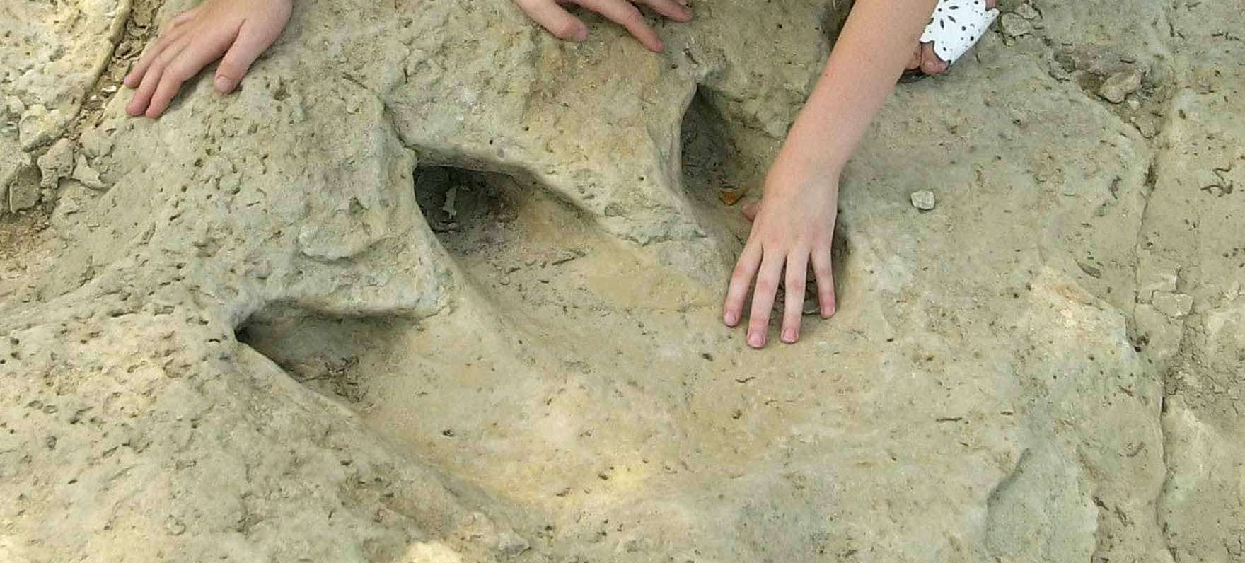 dinosaur footprint