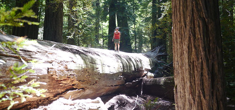  Avenue of the Giants