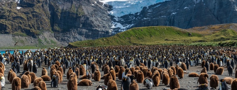 Grytviken South Georgia vacation guide