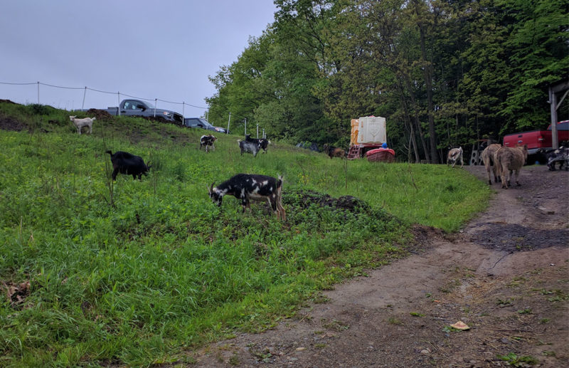 Hummerhaven Farmstead Millerstown, Perry County