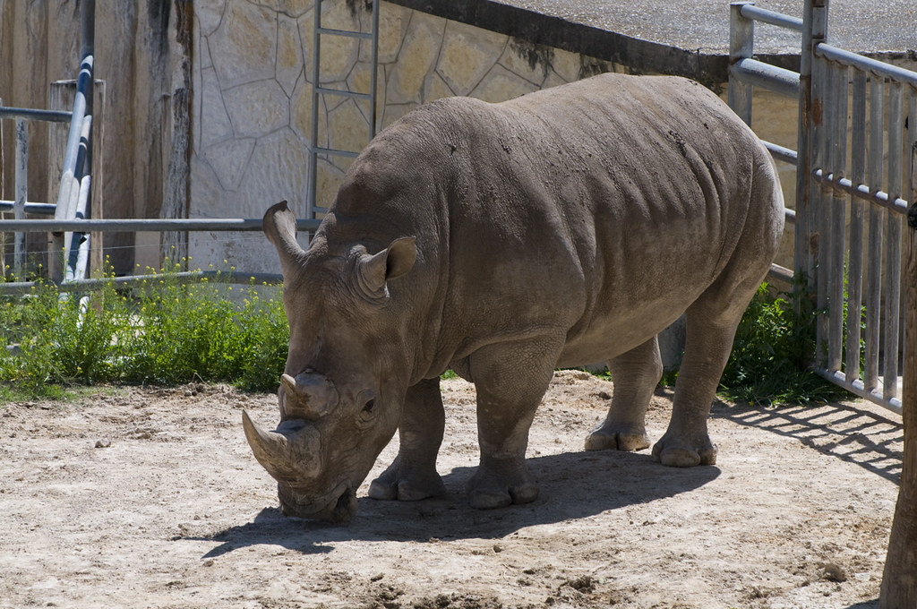 San Antonio Zoo