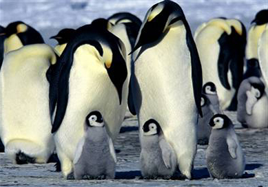 Emperor Penguins