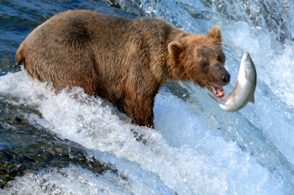 bear catching salmon