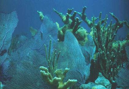 underwater coral