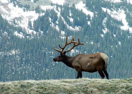 elk along trail ridge road