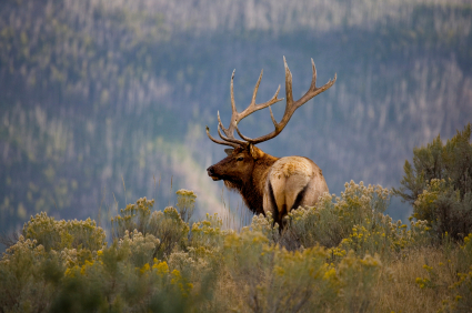 elk