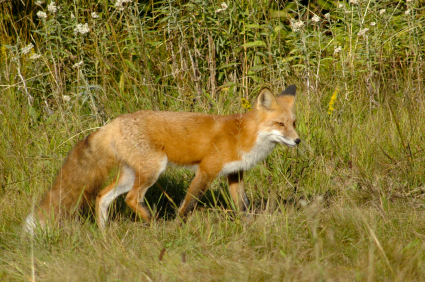 fox