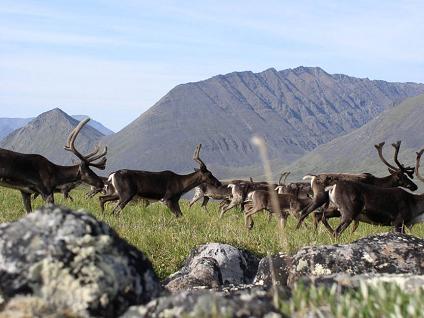 herd of elk