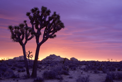 joshua tree national park sunrise