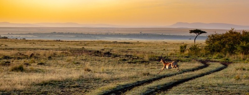 Kenya visitors guide