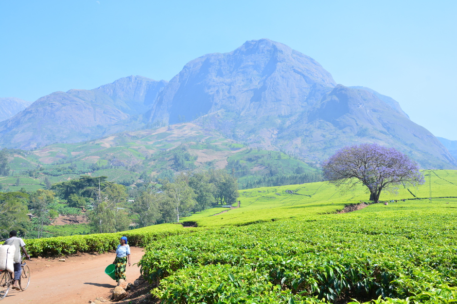 malawimountain