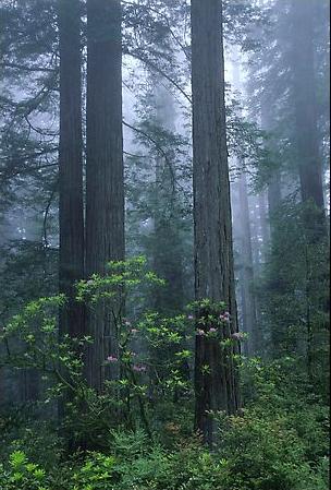 redwood forest