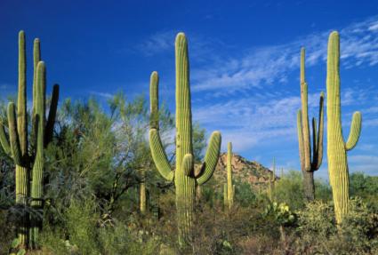 saguaros