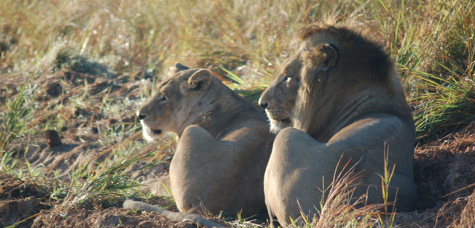 southafricawildlife