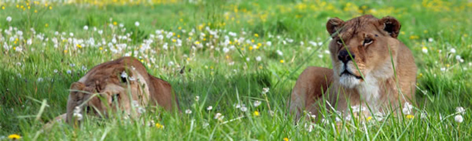 tanzania-serengeti-lions