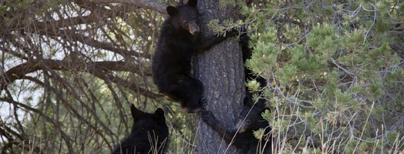 Texas National Parks